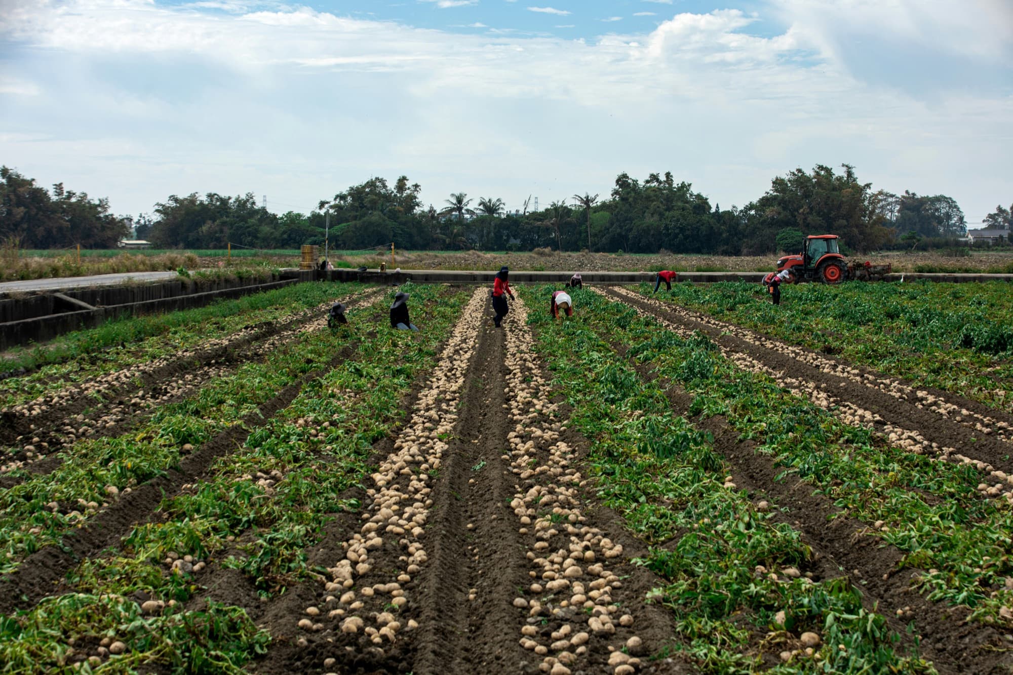 Farm workers harvesting rows of potatoes in a field, with a tractor behind